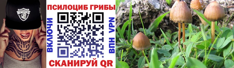 Псилоцибиновые грибы мухоморы  купить наркотики цена  Почеп 